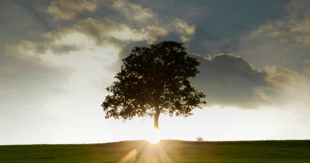 光を背に大木が