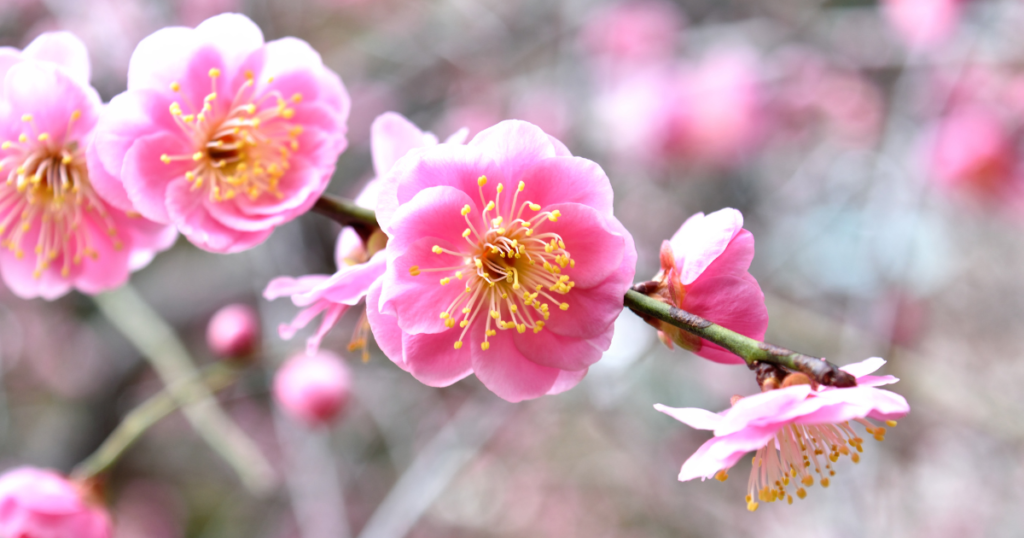 梅の枝花