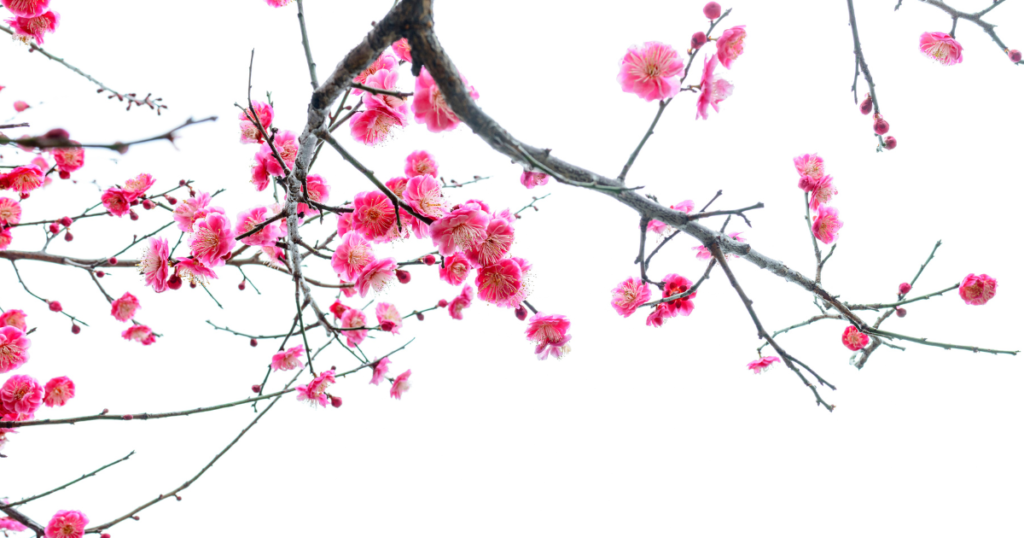 梅の枝に咲く花