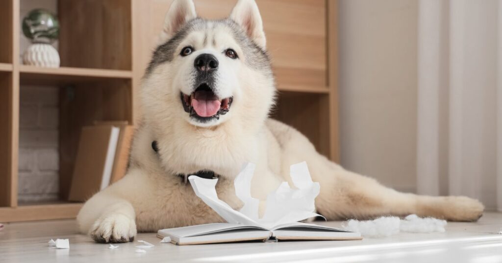 いたずらをして得意そうな大型犬