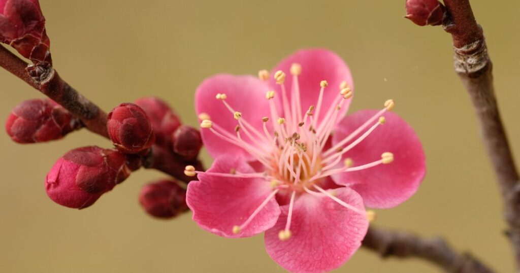 梅ひと花